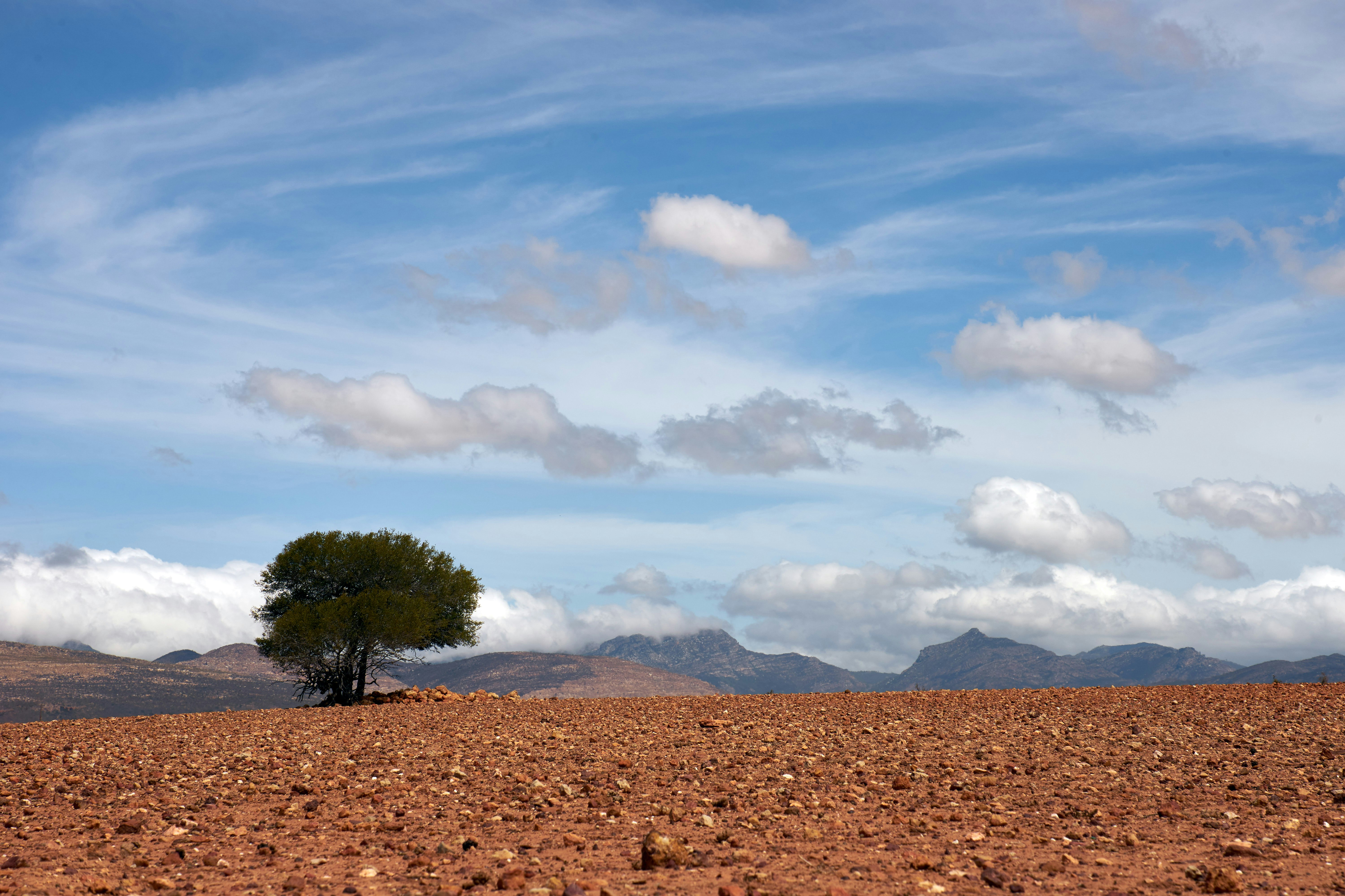 green tree on brown field under white clouds and blue sky during daytime